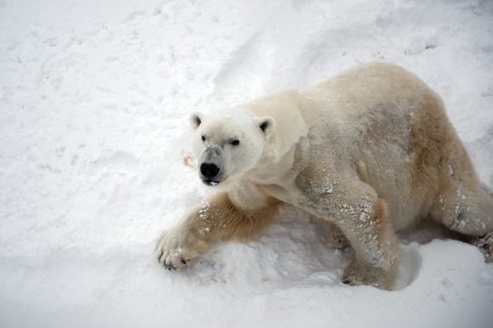 Ultimate Arctic Summer Adventure, Beluga’s & Polar Bears