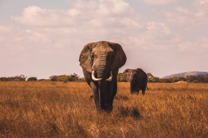 Kenya Grand Safari – Stay at Treetops